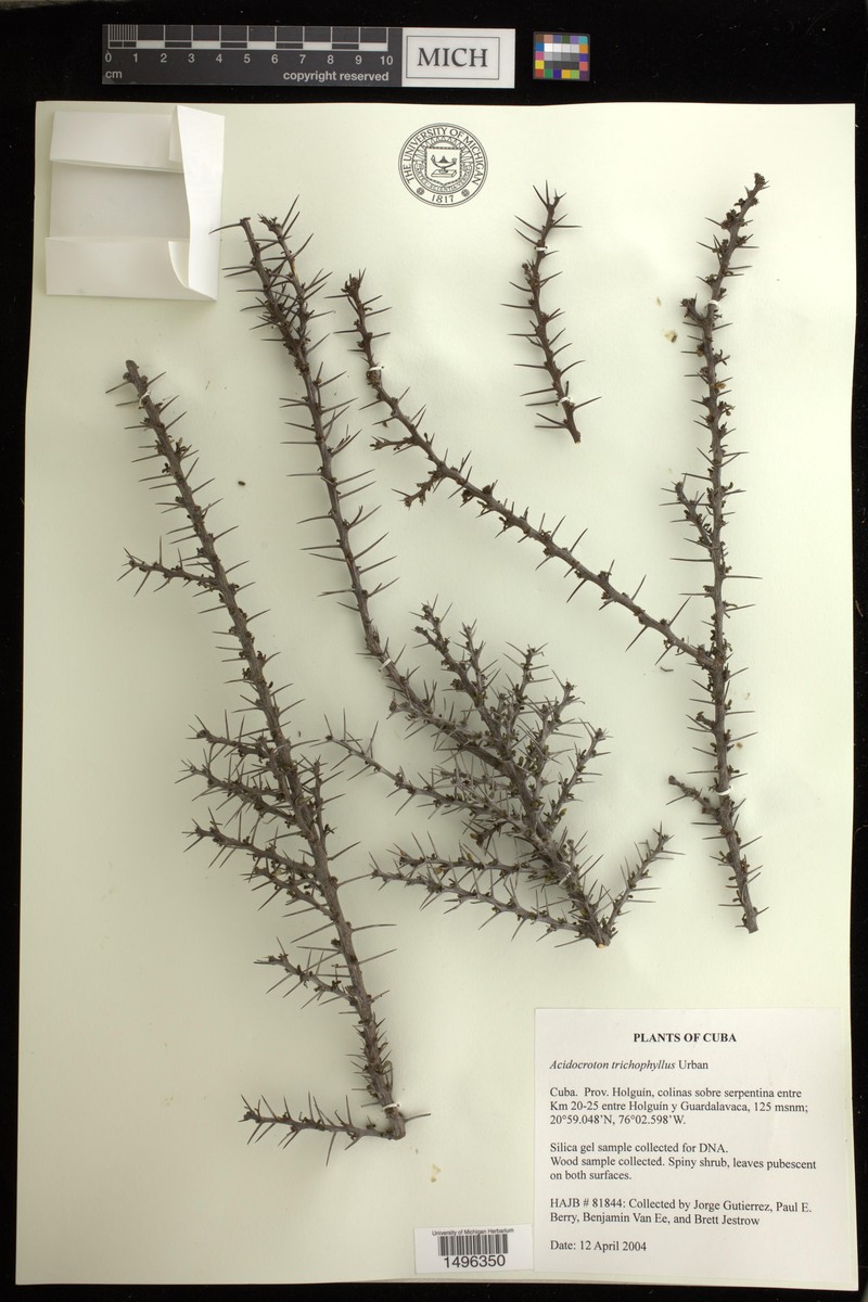 Euphorbia trichophylla