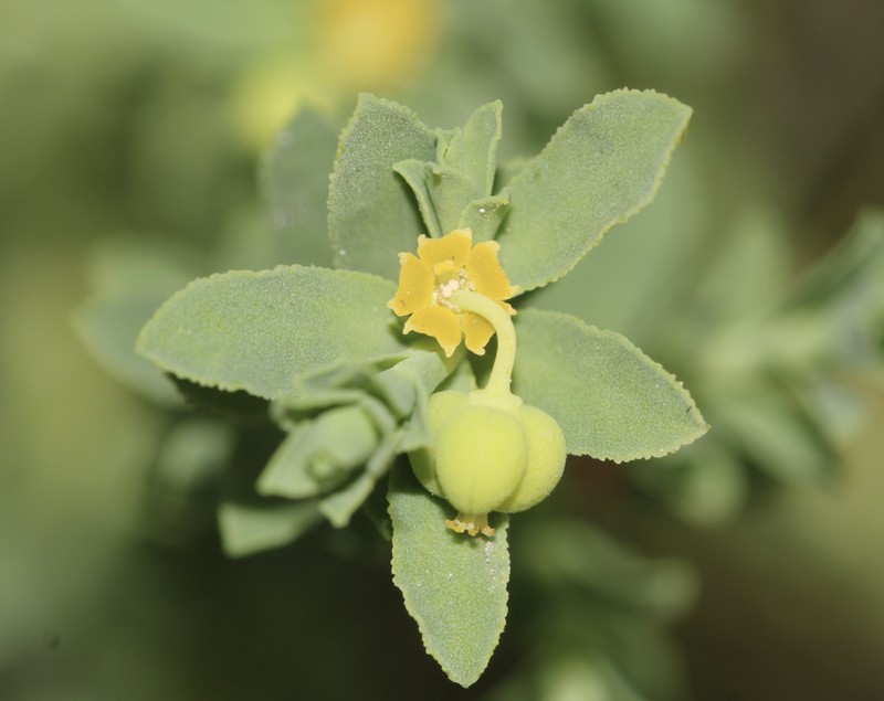Sanddune Spurge