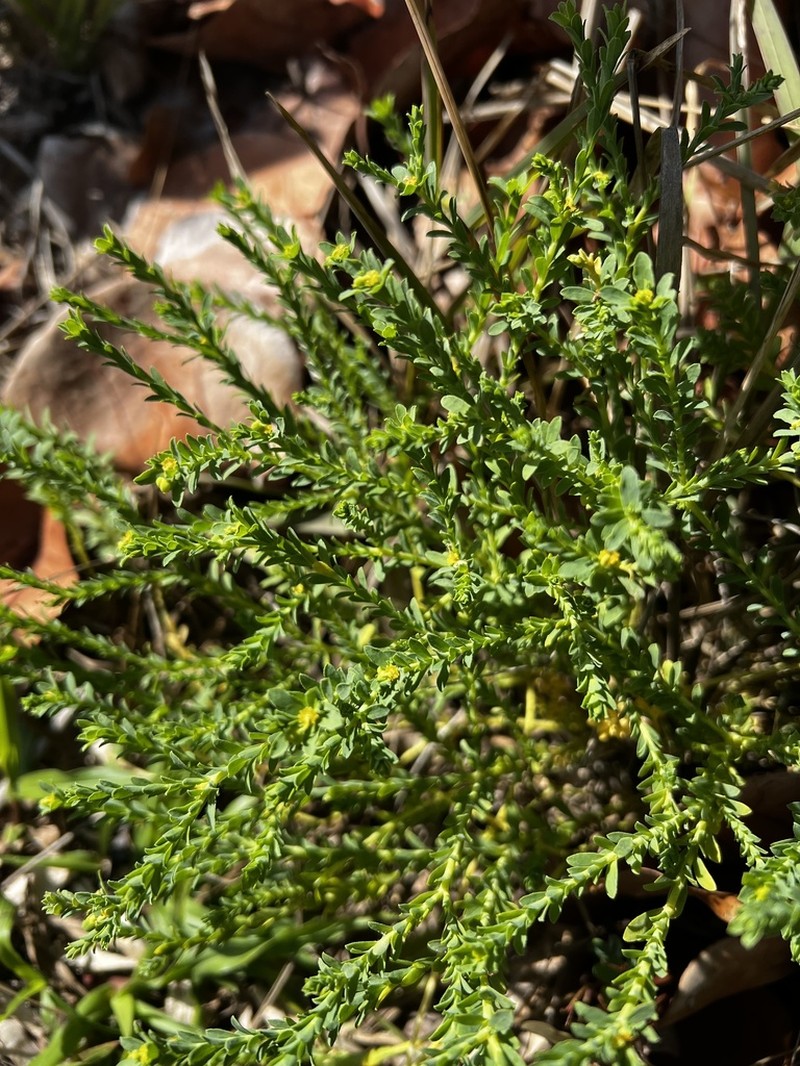 Sanddune Spurge photo 2