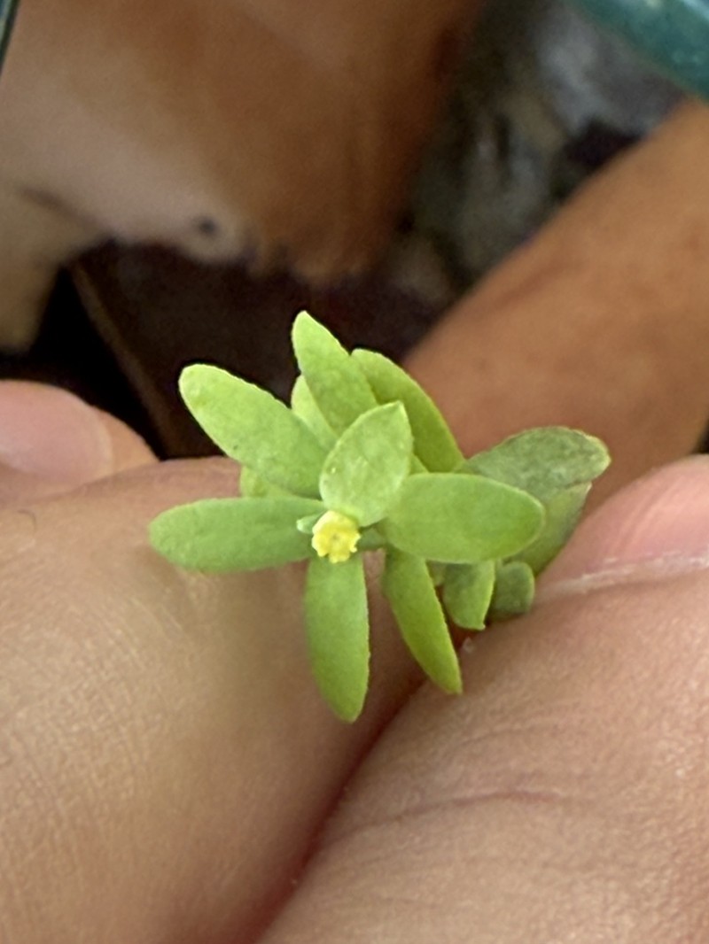 Sanddune Spurge photo 3