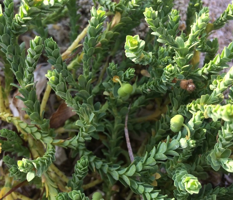 Sanddune Spurge photo 4