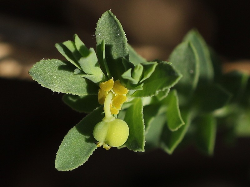 Sanddune Spurge photo 5