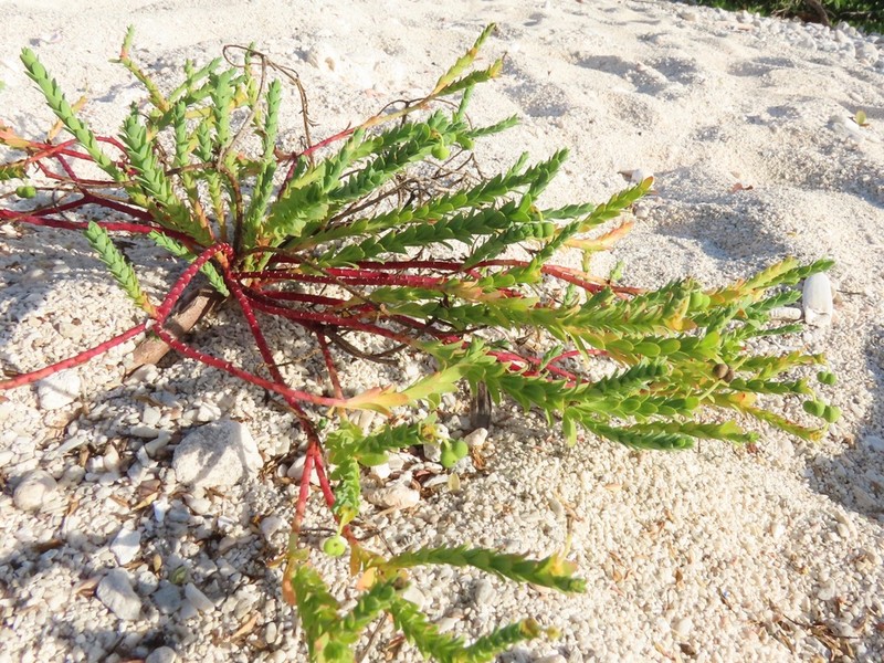 Sanddune Spurge photo 6