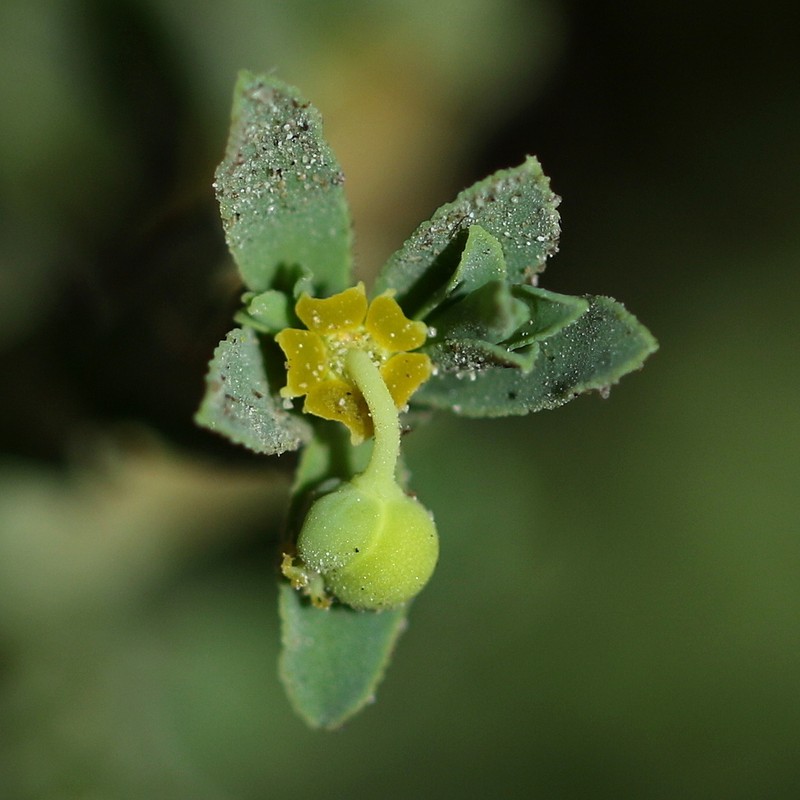 Sanddune Spurge photo 7