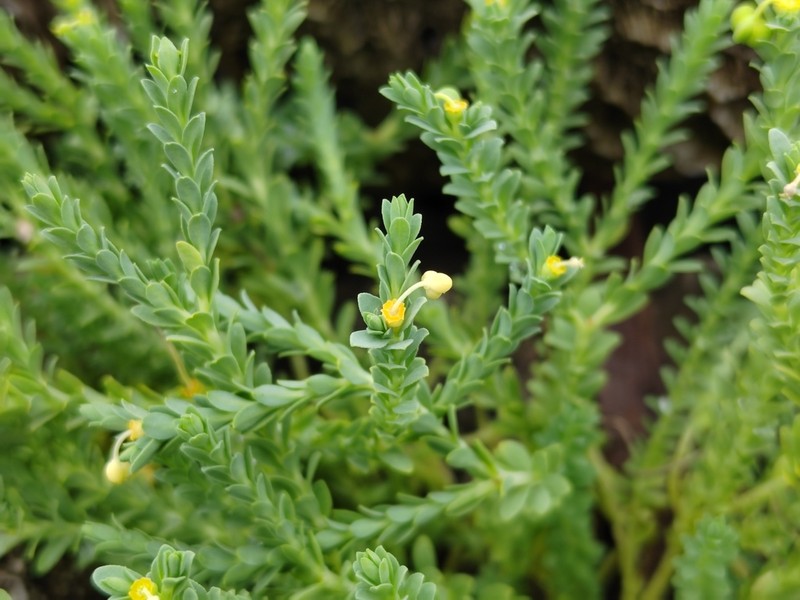 Sanddune Spurge photo 8