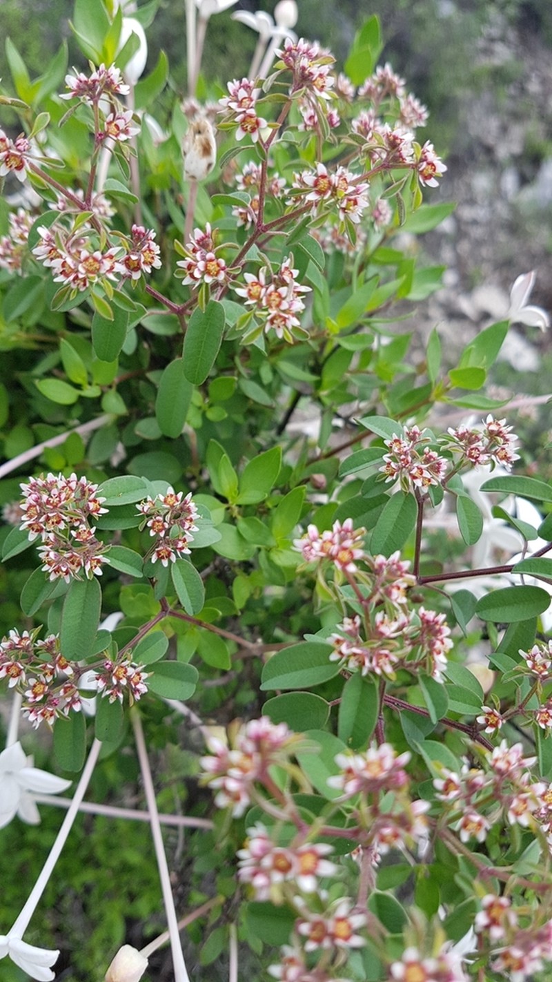Euphorbia tricolor