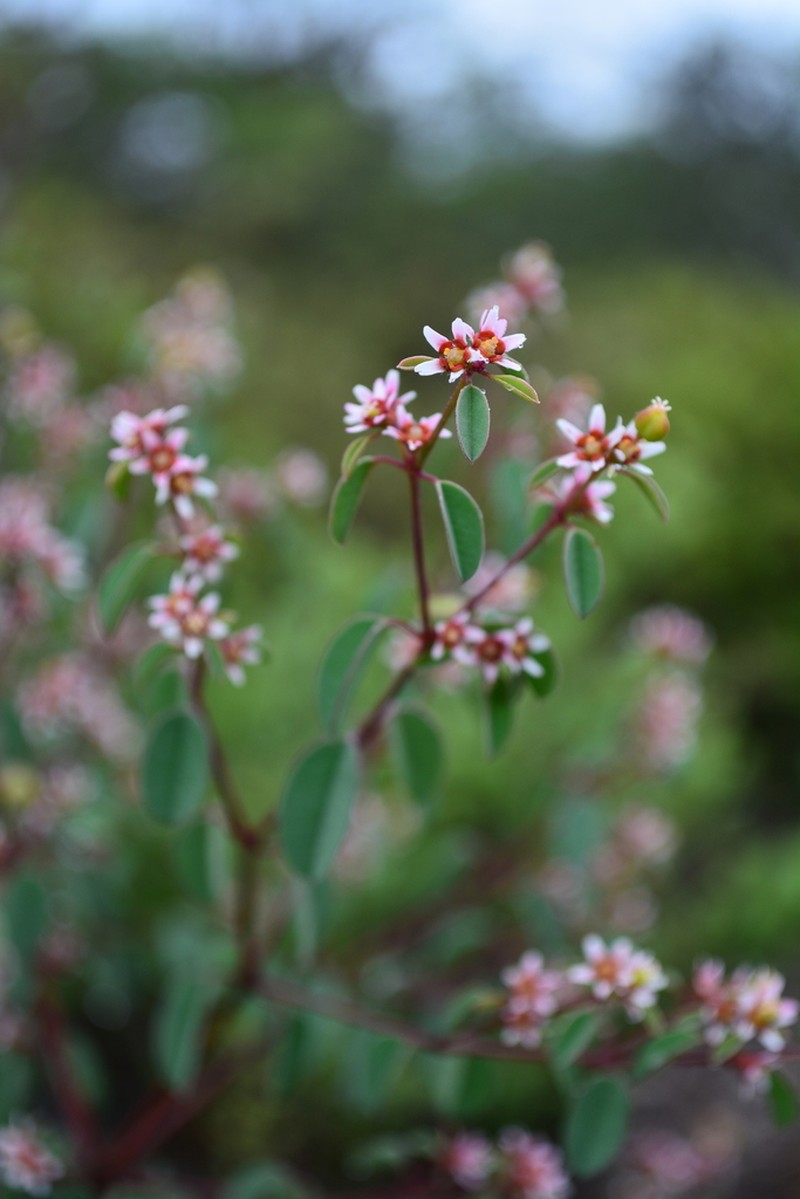 Euphorbia tricolor photo 3