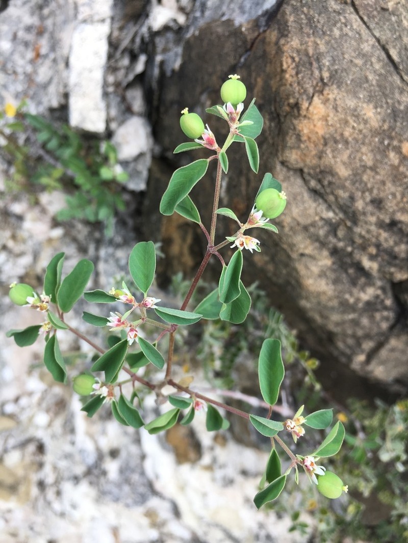 Euphorbia tricolor photo 5