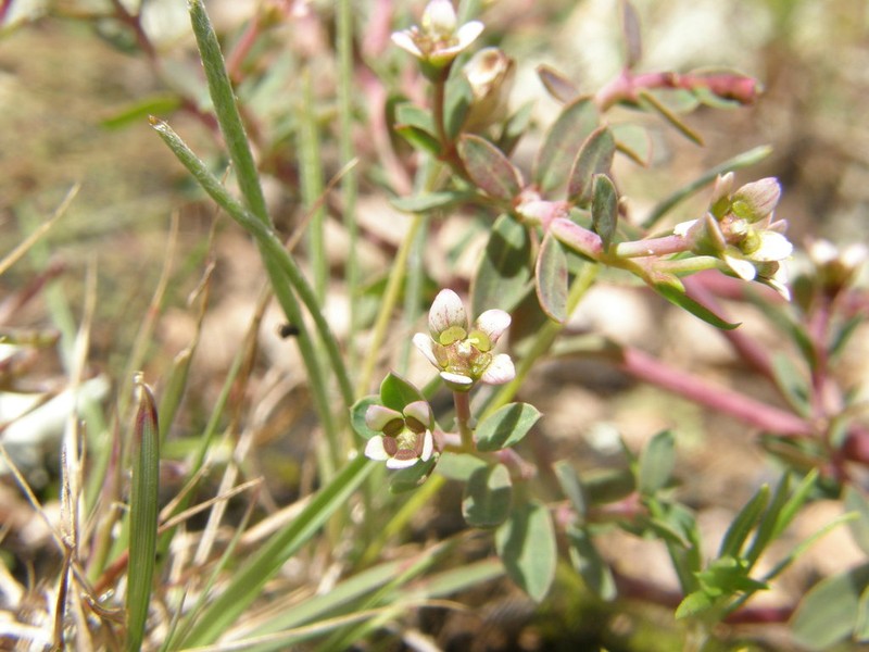 Euphorbia tricolor photo 6
