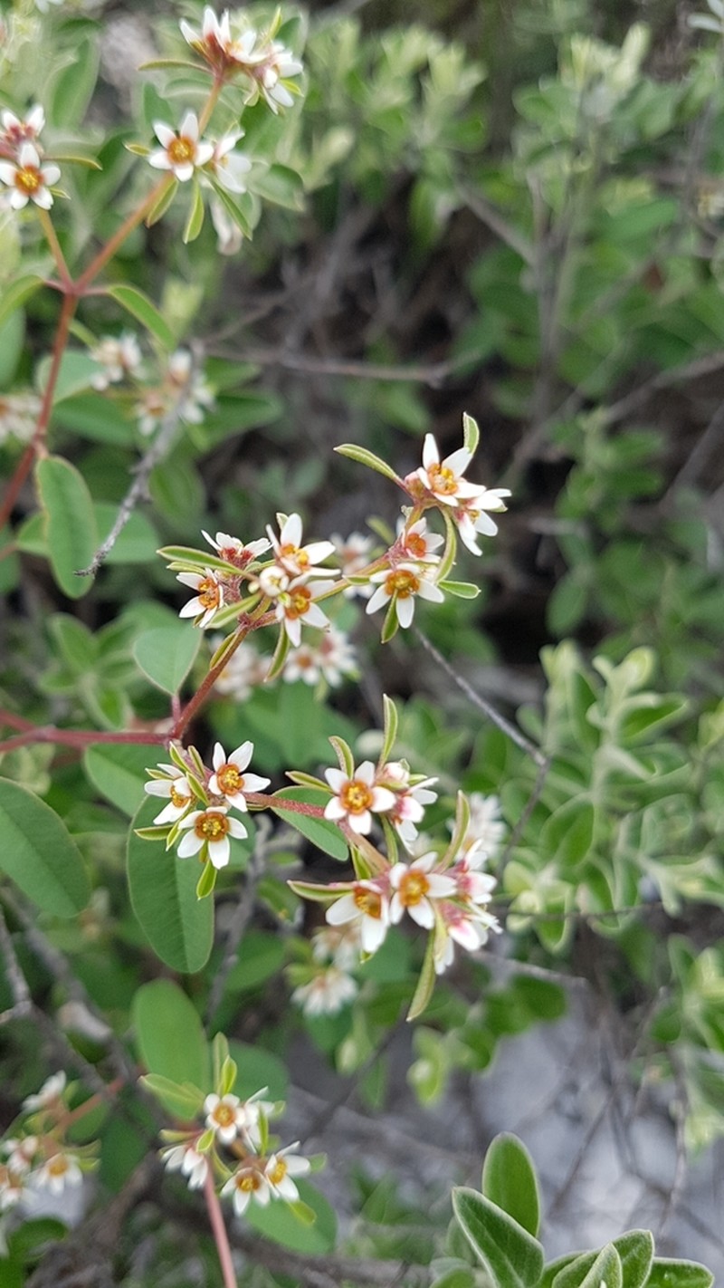Euphorbia tricolor photo 7