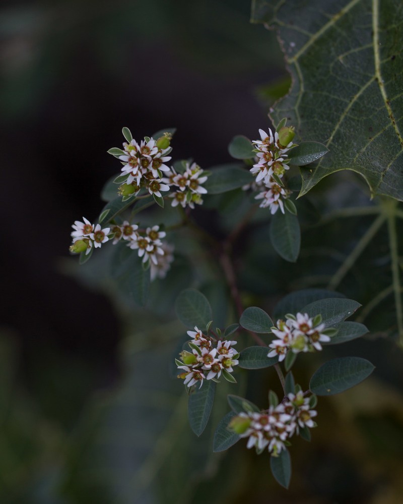 Euphorbia tricolor photo 8