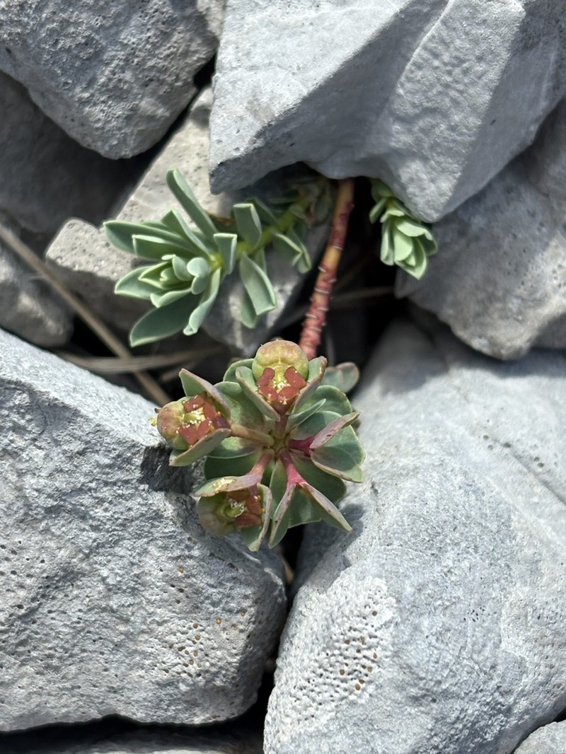 Euphorbia triflora