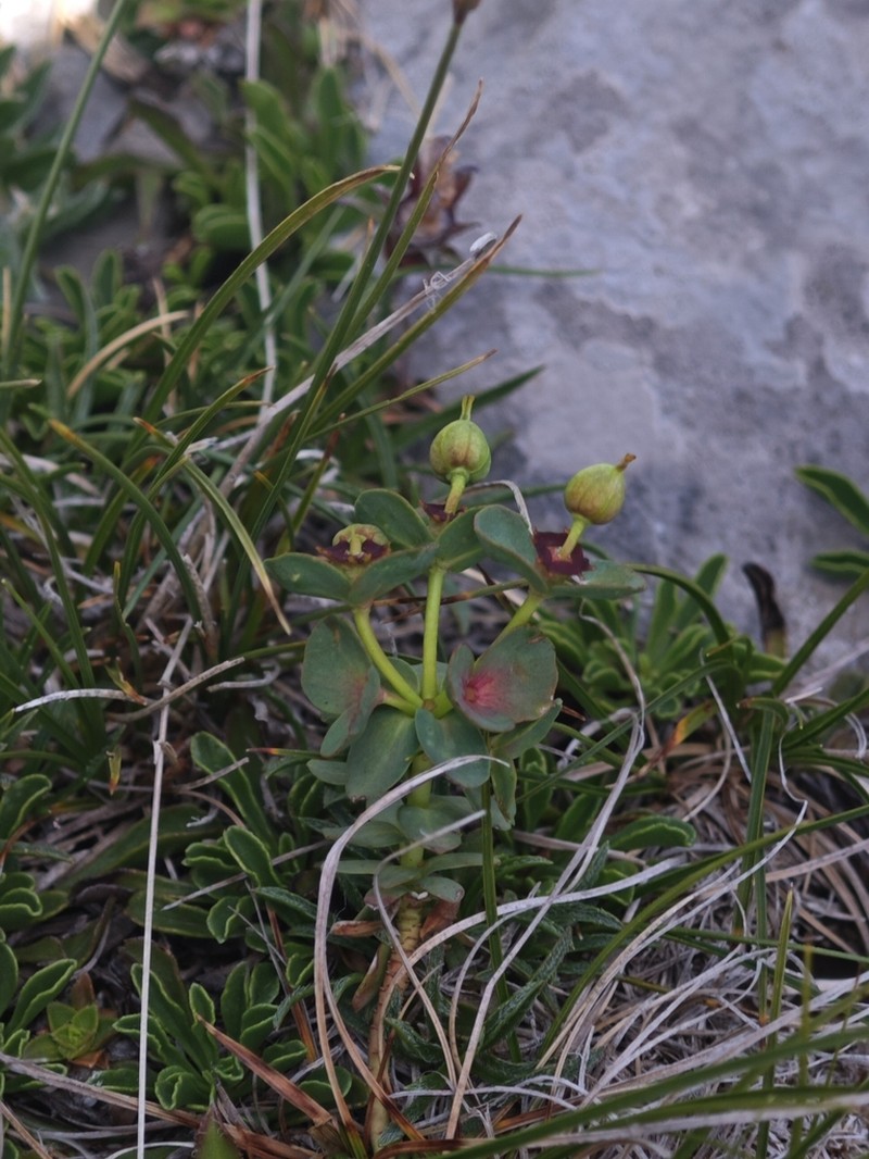 Euphorbia triflora photo 2