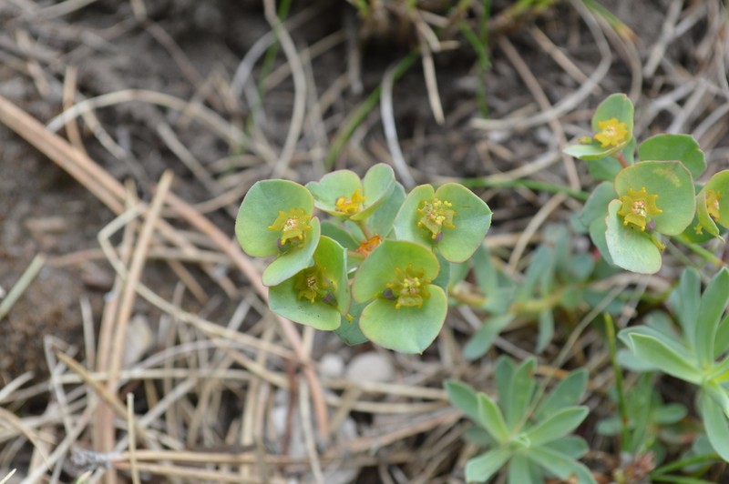 Euphorbia triflora photo 3