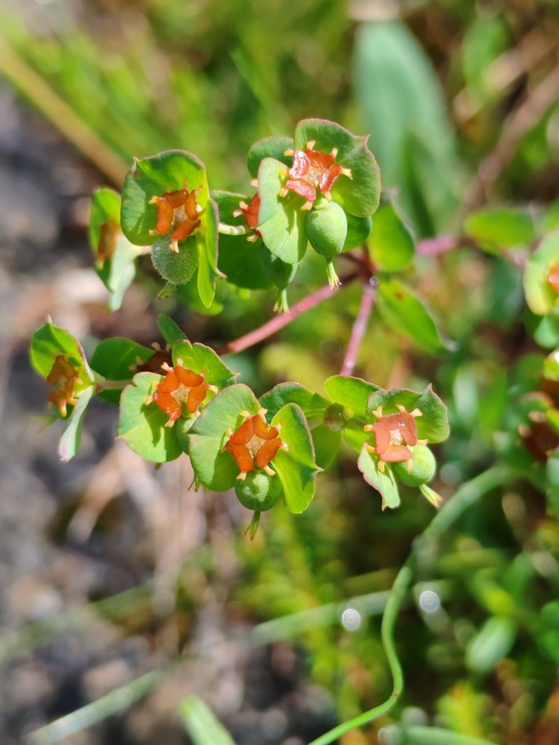 Euphorbia triflora photo 4