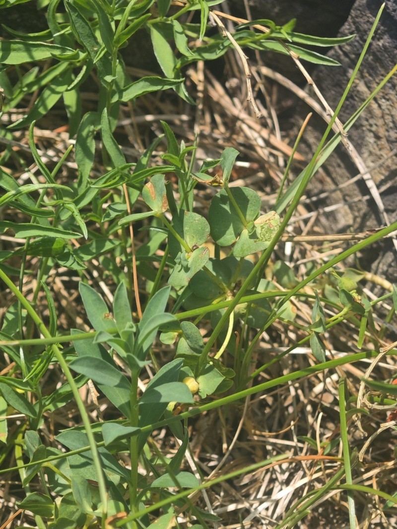 Euphorbia triflora photo 5