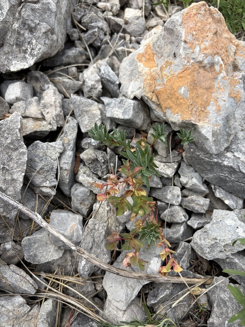 Euphorbia triflora photo 6