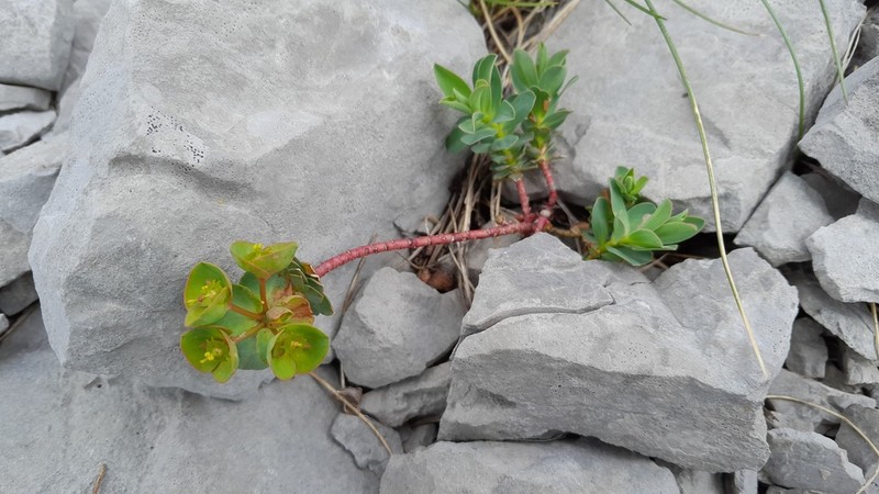 Euphorbia triflora photo 7