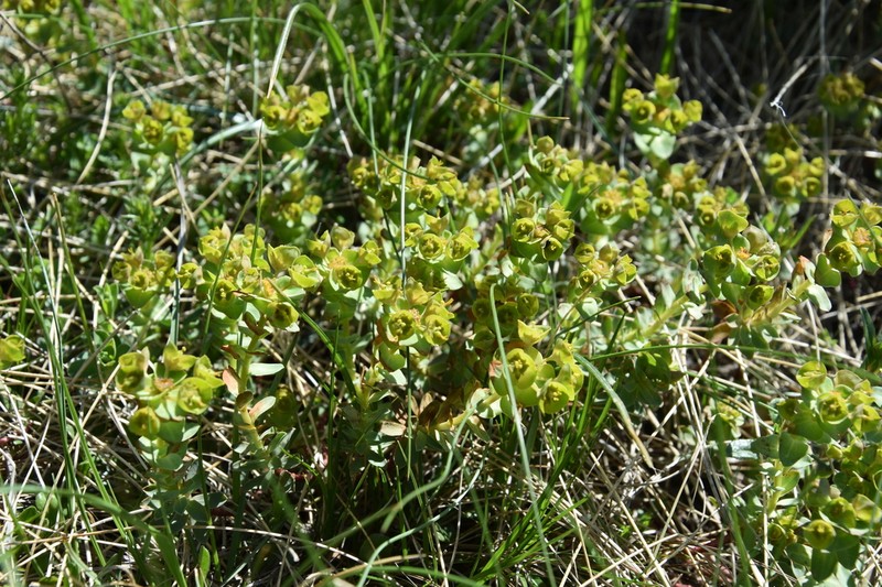 Euphorbia triflora photo 8