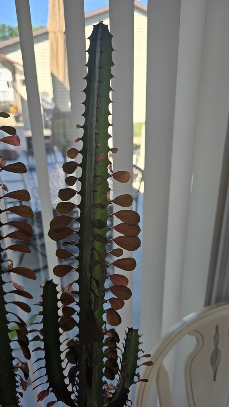 Euphorbia trigona photo 3