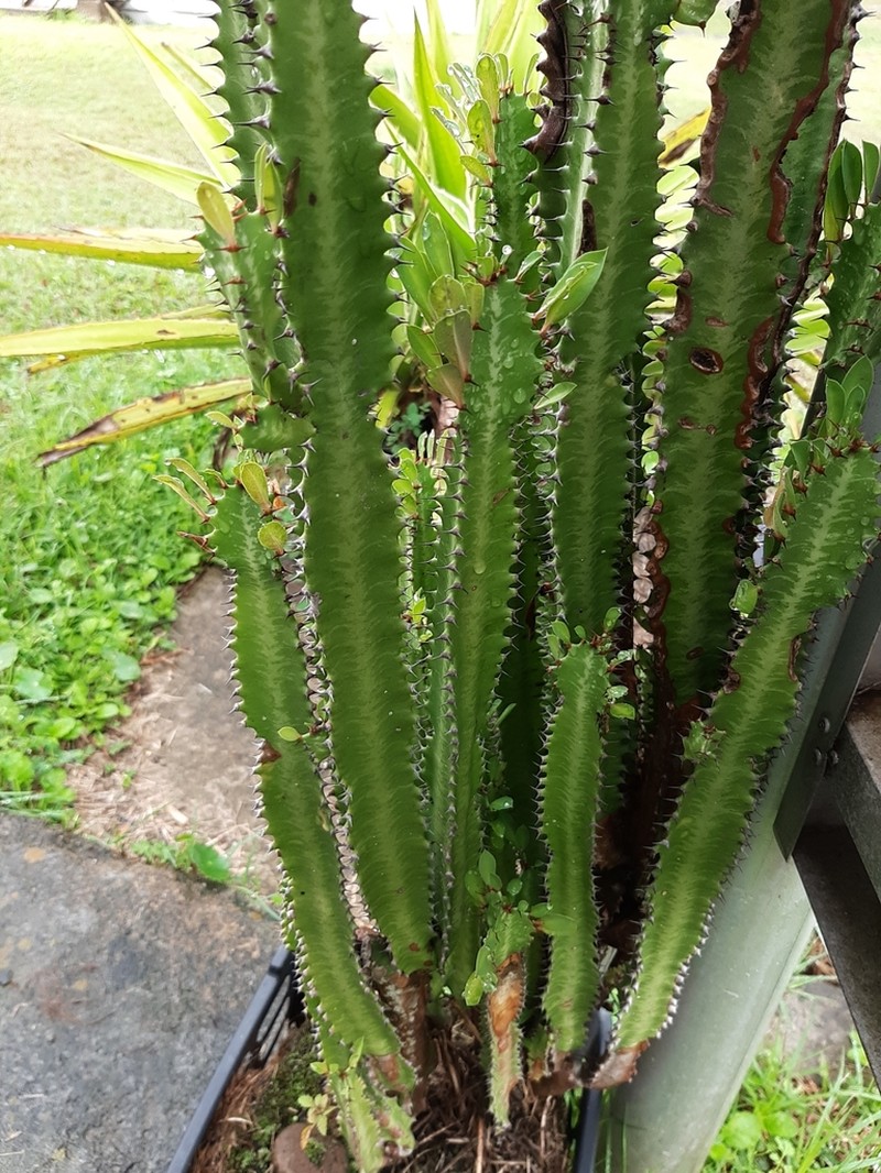 Euphorbia trigona photo 4