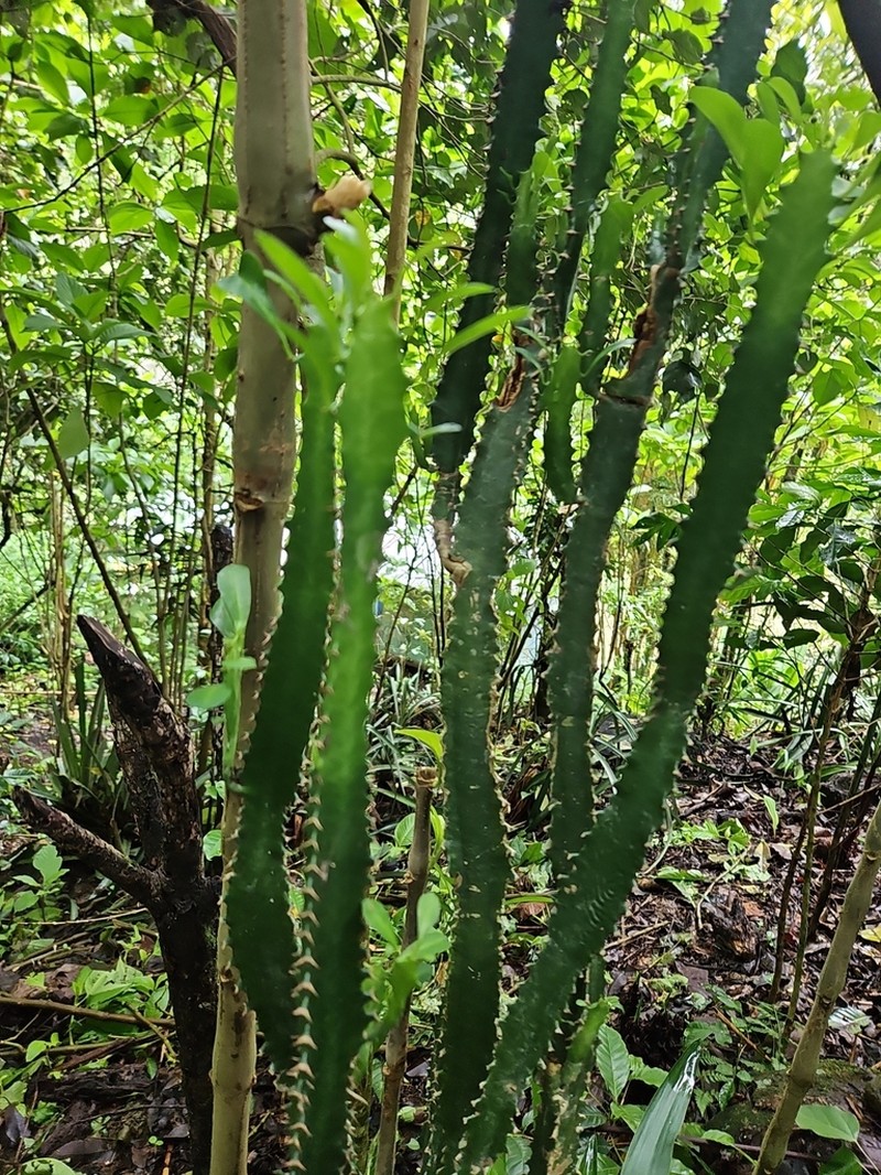 Euphorbia trigona photo 5