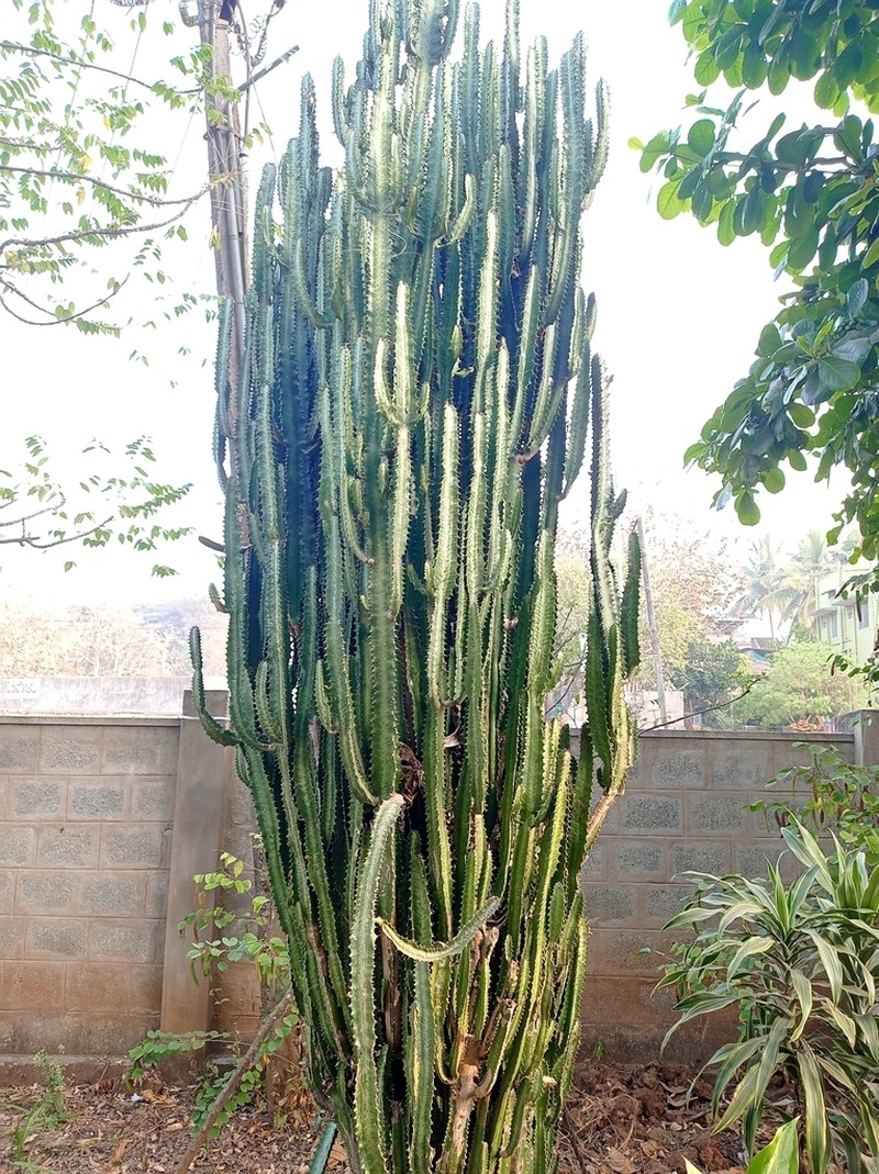 Euphorbia trigona photo 6