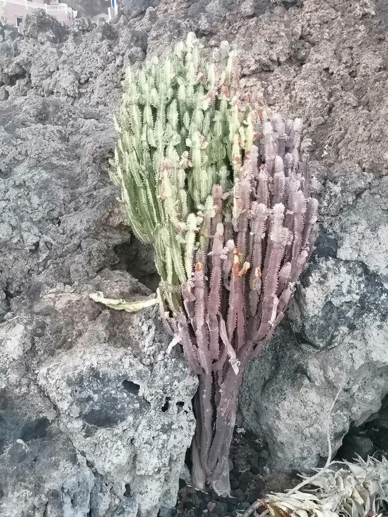 Euphorbia trigona photo 8
