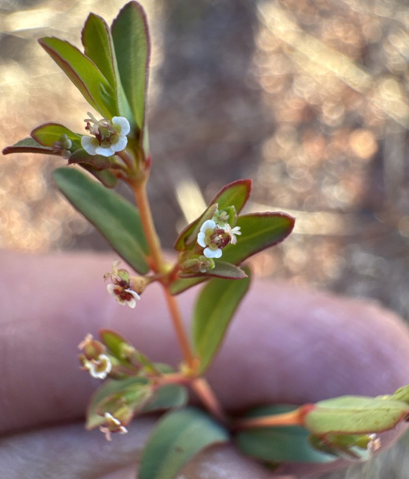 Euphorbia trigonosperma