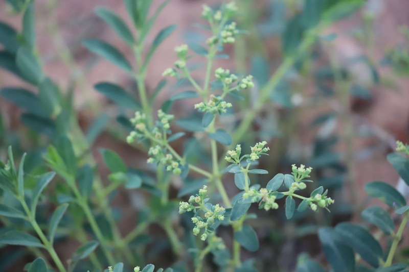 Euphorbia trigonosperma photo 2