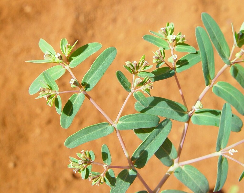 Euphorbia trigonosperma photo 3