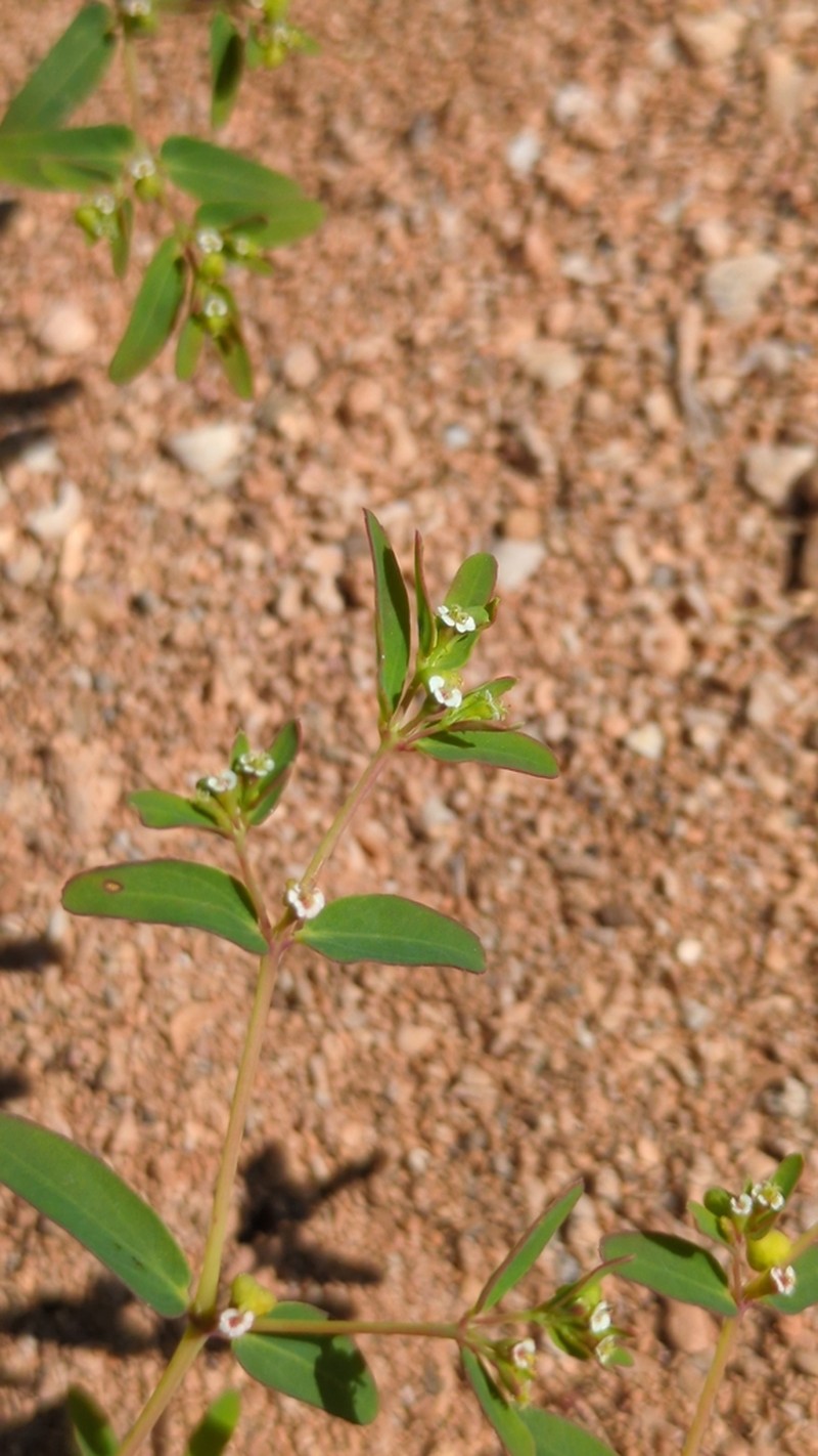 Euphorbia trigonosperma photo 4
