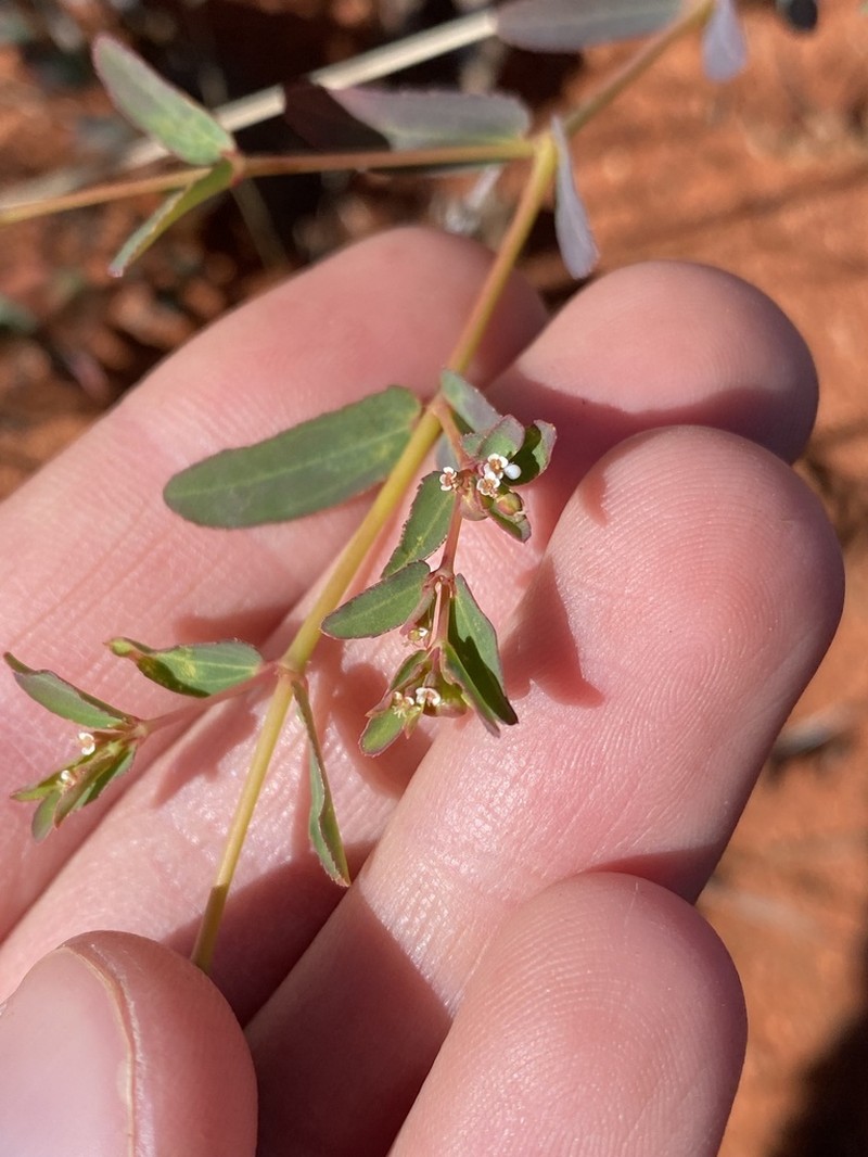 Euphorbia trigonosperma photo 5