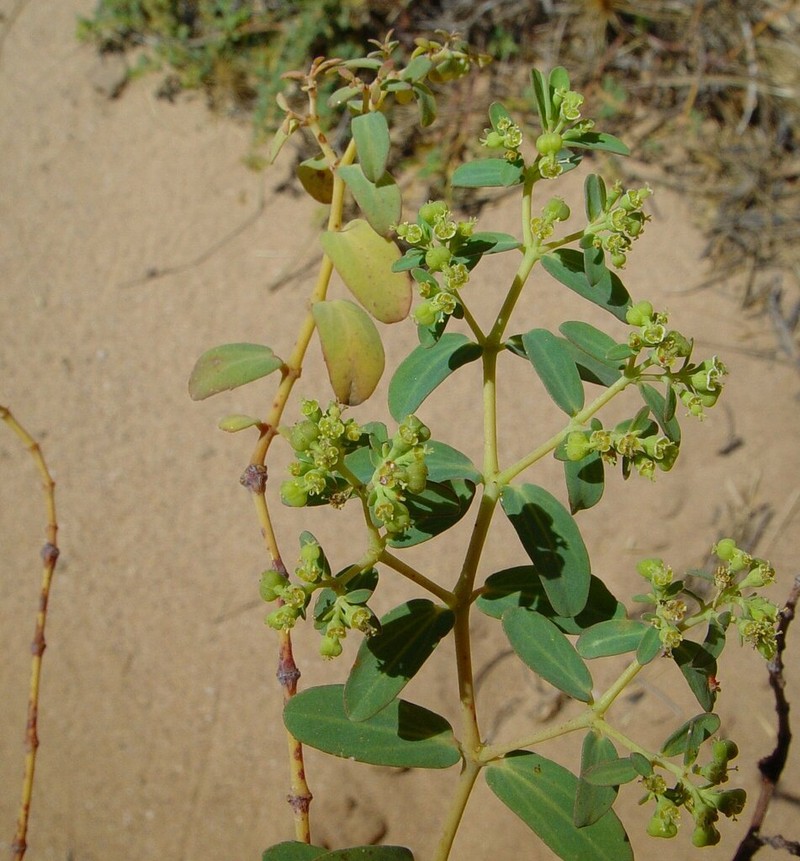 Euphorbia trigonosperma photo 6