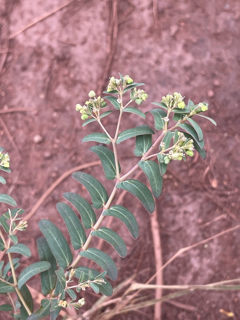 Euphorbia trigonosperma photo 7