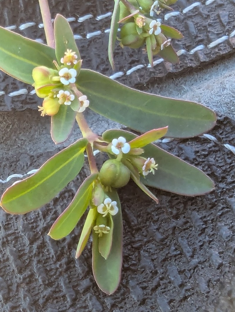Euphorbia trigonosperma photo 8