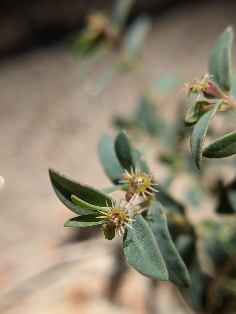 Euphorbia triligulata