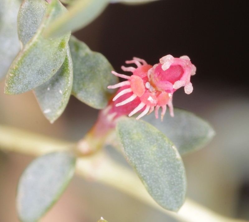 Euphorbia triligulata photo 2