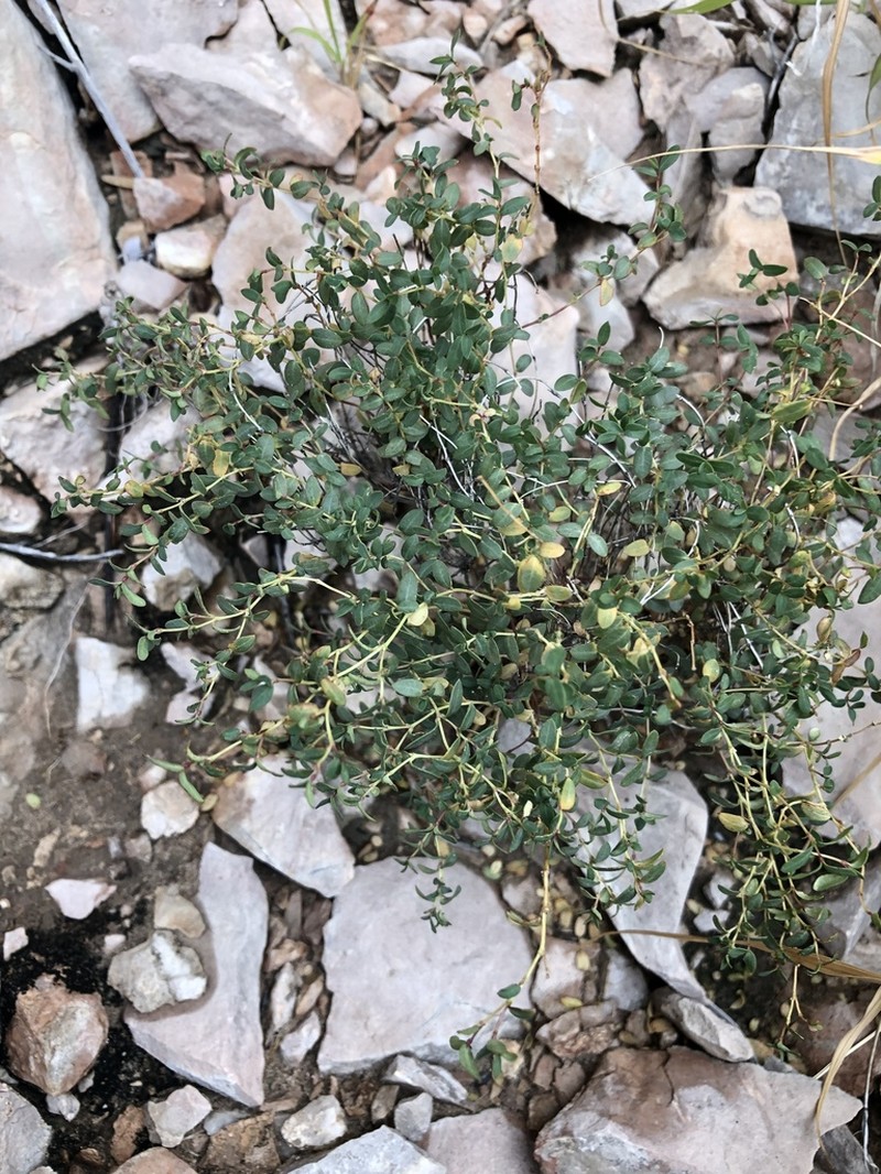 Euphorbia triligulata photo 3