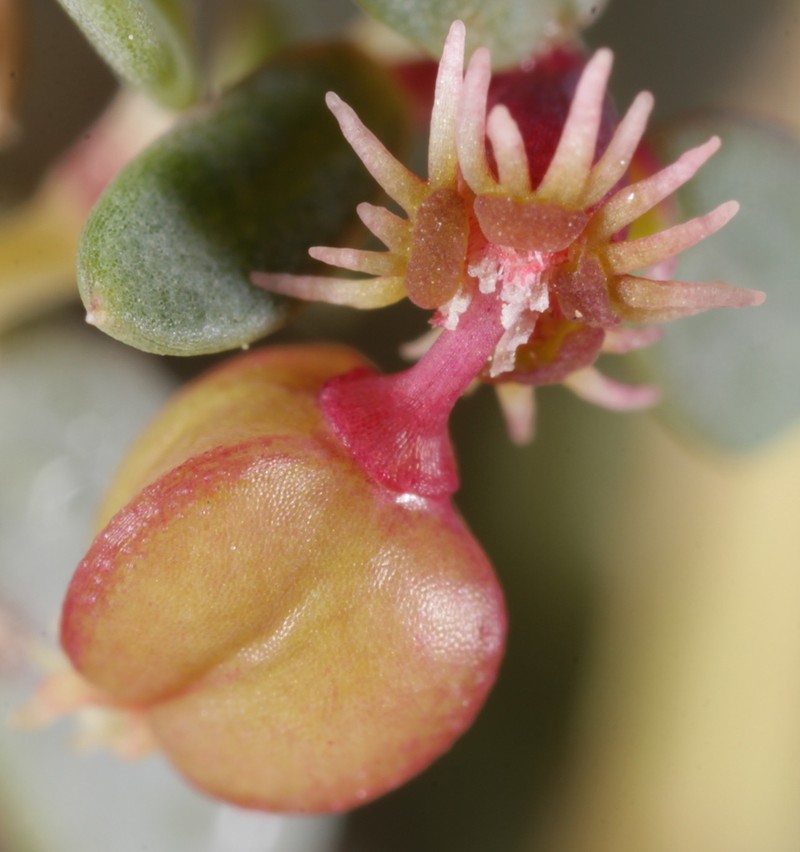Euphorbia triligulata photo 4