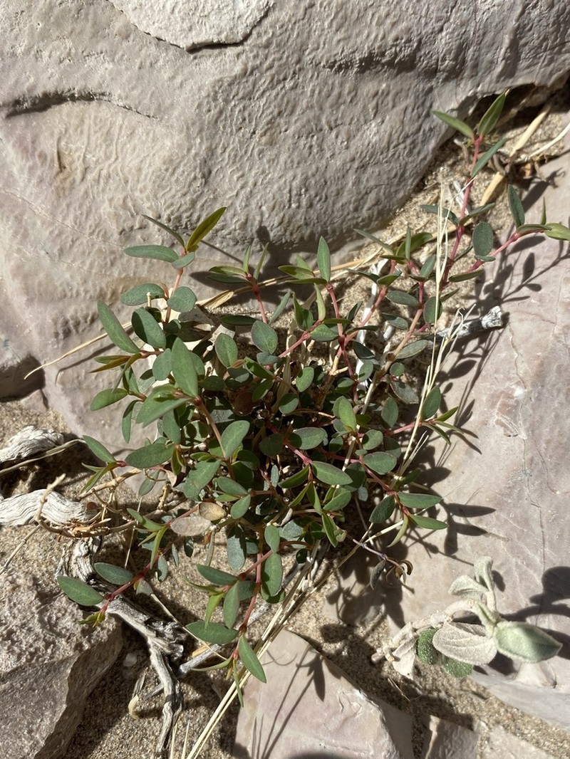 Euphorbia triligulata photo 5