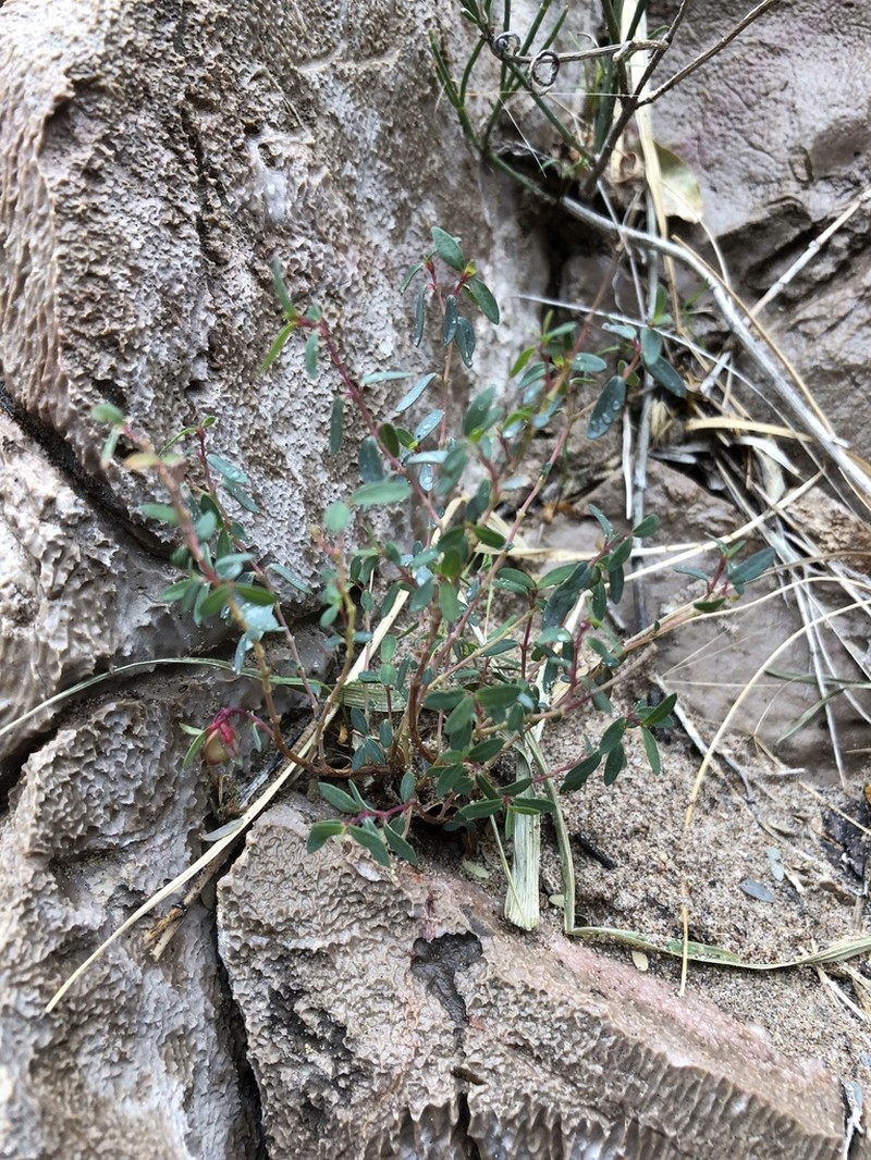 Euphorbia triligulata photo 6