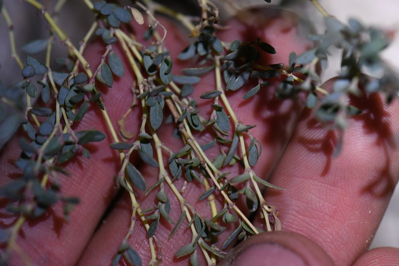 Euphorbia triligulata photo 7