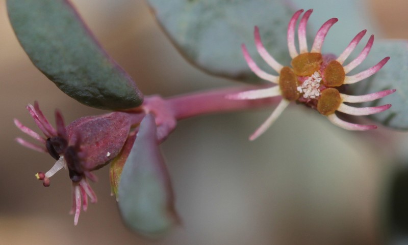 Euphorbia triligulata photo 8
