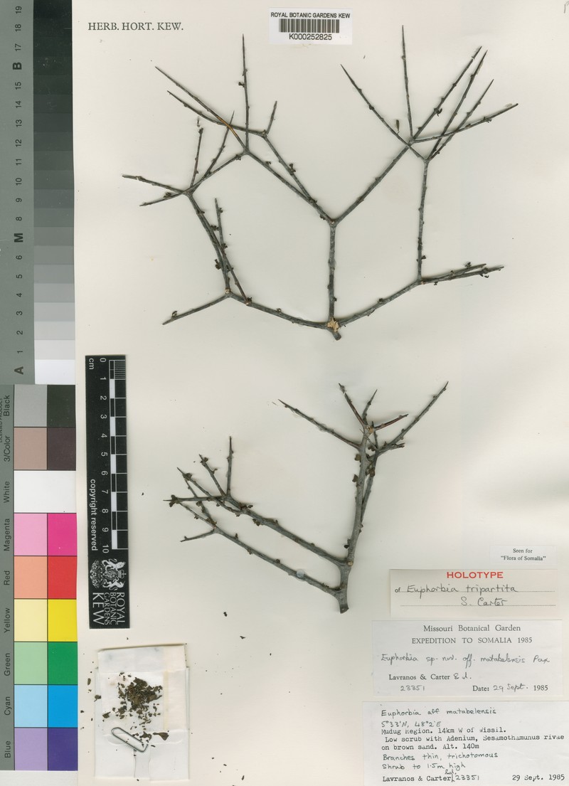 Euphorbia tripartita