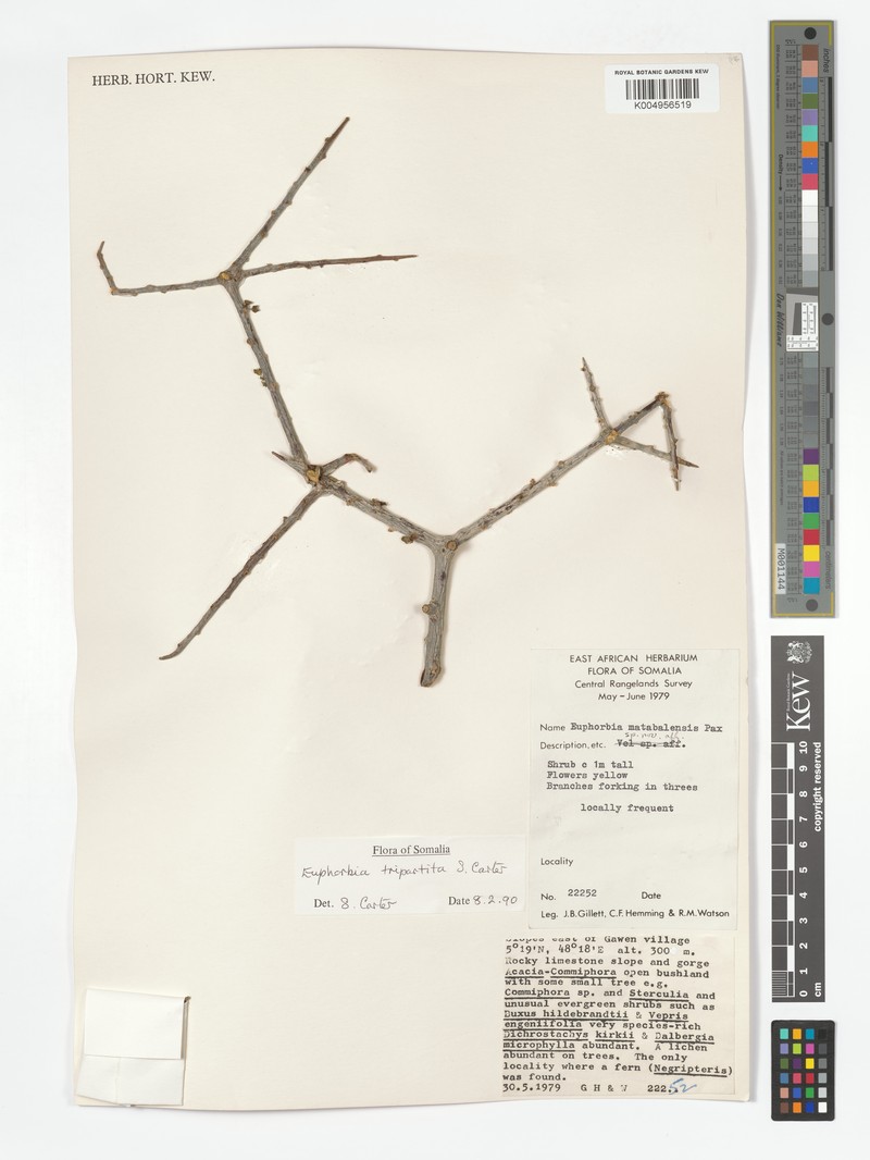 Euphorbia tripartita photo 2