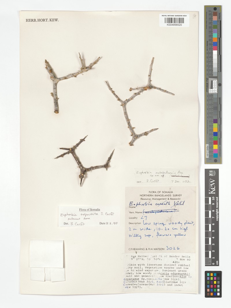 Euphorbia tripartita photo 3