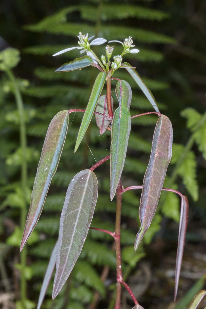 Euphorbia triphylla