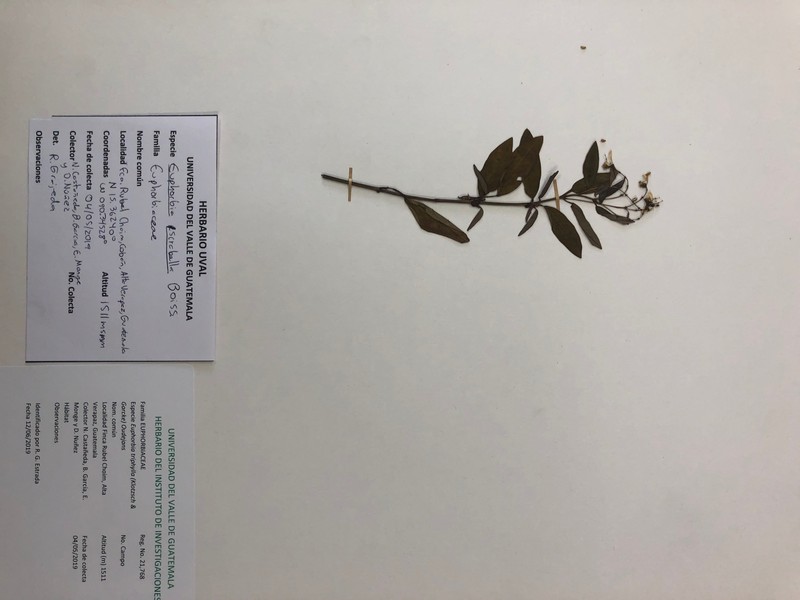 Euphorbia triphylla photo 2