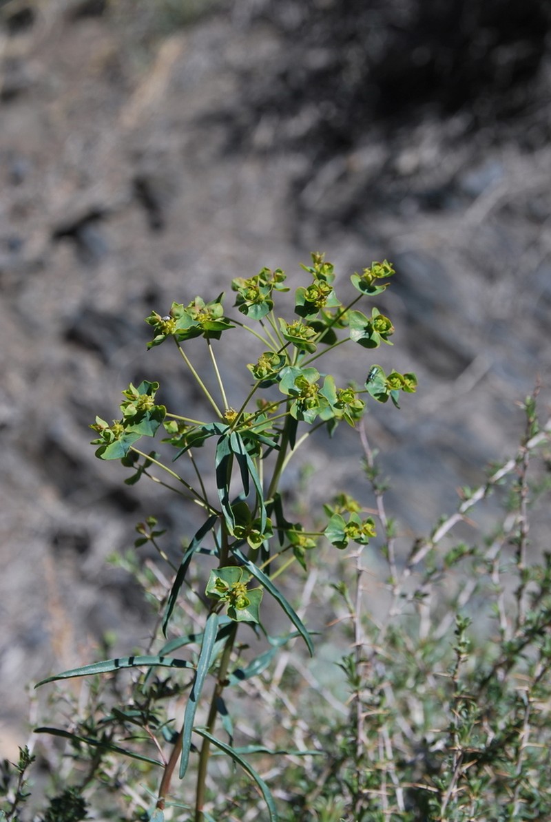 Euphorbia tshuiensis